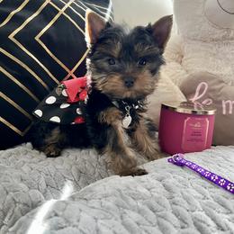 Yorkshire Terrier Puppies from Lala’s Pups