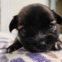 Pomeranian Puppies from Cristina Cammarota
