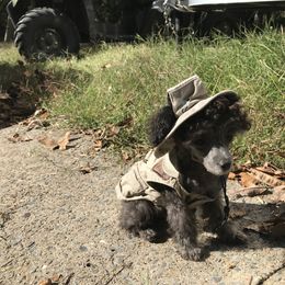 Poodle Puppies from My Little Poodle