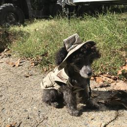 Poodle Puppies from My Little Poodle