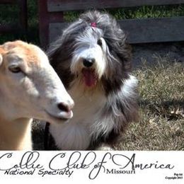 Bearded Collie All Grown Up from McCrystal Beardies