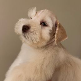 Cash - Wheaten male Miniature Schnauzer puppy in Grayson, Kentucky from Seventh Heaven Schnauzers