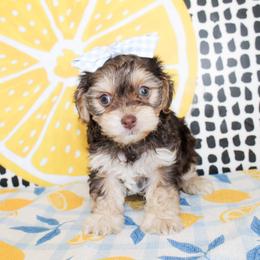 Belle - Chocolate female Cavapoo puppy in Rattan, Oklahoma from Double M Cocker Spaniels