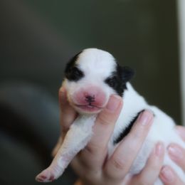 Pomsky Puppies from New Gaia Pomsky