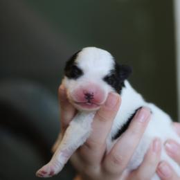 Pomsky Puppies from New Gaia Pomsky