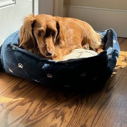 Dachshund Puppies from Salchi Dog miniature dachshunds