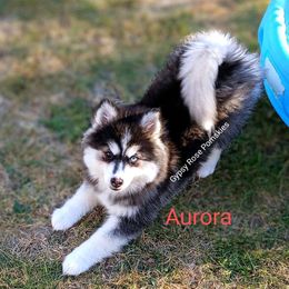 Aurora - Pomsky puppy from Gypsy Rose Pomskies