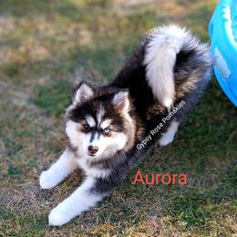 Aurora - Pomsky puppy from Gypsy Rose Pomskies
