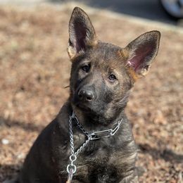 German Shepherds from Honeycutt Haus Shepherds