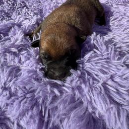 Male - deep coloring medium build - Fawn sable male Belgian Malinois puppy in Dallas, Texas from RoyalHaus Malinois
