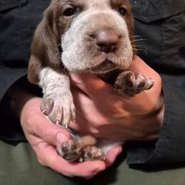 Noelle - White and chestnut female Bracco Italiano puppy in Silver Summit, Utah from Snow Peak Kennel
