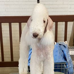 Bedlington Terriers from Windslore Bedlington Terriers
