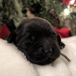 Light Blue - Black male Labrador Retriever puppy in Heath Springs, South Carolina from Rich Hill Retrievers