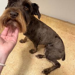 Ruby - Miniature Schnauzer