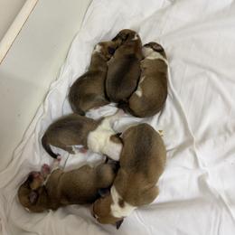 Girl 2 - Red female Pembroke Welsh Corgi puppy in Moulton, Alabama from Reed's Pembroke Corgi Welsh
