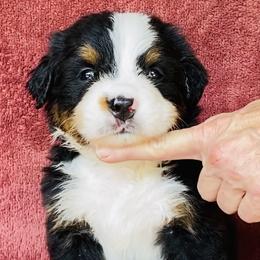 Green Collar Boy - Black rust and white male Bernese Mountain Dog puppy in Bristol, Tennessee from Holston Hollow Farm