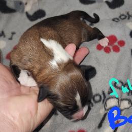 Boy 2 - male English Shepherd puppy in Columbia, Connecticut from Tranquil Morning Farm