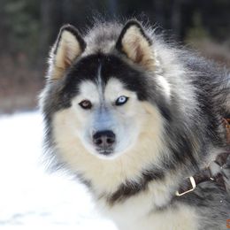 Season - Siberian Husky
