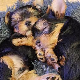 Yorkshire Terrier puppies from Fabiana's Yorkshire Terriers