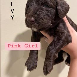 Poodle Puppies from Semmy’s standard Poodle