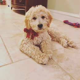 Goldendoodle Puppies from Peaceful Acres Doodles