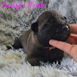 Indy's Pink - Mahogany female Belgian Malinois puppy in Berry, Alabama from North River k9