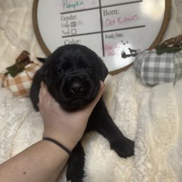 Pumpkin - Black male Labrador Retriever puppy in Troy, South Carolina from Wicked Flyer Retrievers