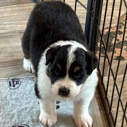 Monica - Black tri-color female Australian Shepherd puppy in Bethlehem, Georgia from CJ Farm and Kennels