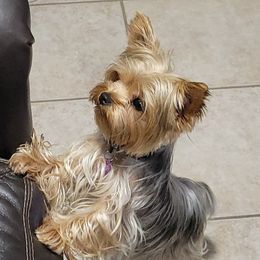 Zoey - Yorkshire Terrier