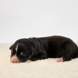 Coal - Black tri male Miniature Australian Shepherd puppy in Foxworth, Mississippi from Ten Mile Aussies