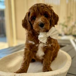 Blueberry boy - Red  male Goldendoodle puppy in Rio Linda, California from Plush Doodles