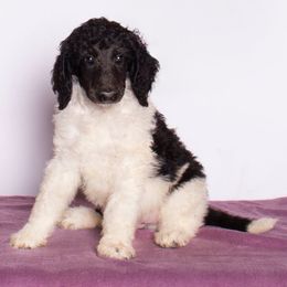 Paul's Boy - Parti male Poodle puppy in Meadowbrook, California from Standard Poodle Pups