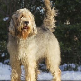 Otterhounds from Aberdeen Otterhounds