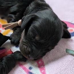 Kylie - Black and tan female Dachshund puppy in Danbury, New Hampshire from Maplewood Mountain Farm
