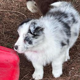 Girl 4 - Blue merle female Border Collie puppy in New Franklin, Ohio from Whipple Farms