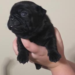Girl 2 - Black female Pug puppy in Olin, North Carolina from Piggy Pugs