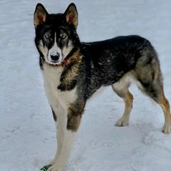 Wiconi - Native American Indian Dog