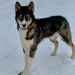 Wiconi - Native American Indian Dog