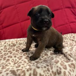 Mai - Mahogany female xDutch Shepherd puppy in Chelsea, Alabama from Alliance K9