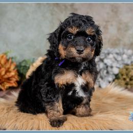 Wolfie - Black white and tan female Cockapoo puppy in Connersville, Indiana from Deaz Doodle Ranch