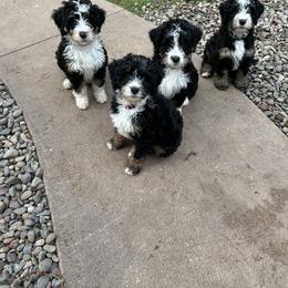Bernedoodle Puppies from Jetta's Pups