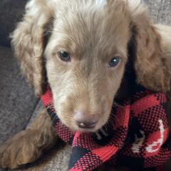 Australian Labradoodle Puppies from Fruitful Beginnings,LLC