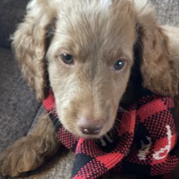Australian Labradoodle Puppies from Fruitful Beginnings,LLC