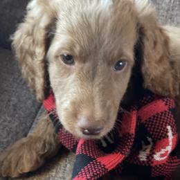 Australian Labradoodle Puppies from Fruitful Beginnings,LLC