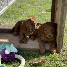 Goldendoodle Puppies from Coal Country Doodles