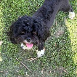 Cammie - Lhasa Apso