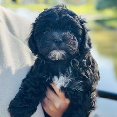 Magic - Black and white Shichon puppy in Grand Rapids, Michigan from Great Lakes Teddy Bear Dogs