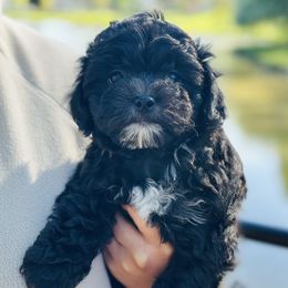 Magic - Black and white Shichon puppy in Grand Rapids, Michigan from Great Lakes Teddy Bear Dogs
