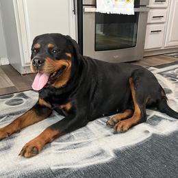 Lady - Rottweiler