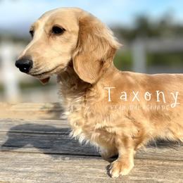 Talissa - Dachshund